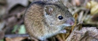 Field mouse: description with a photo, what it eats, what it is afraid of