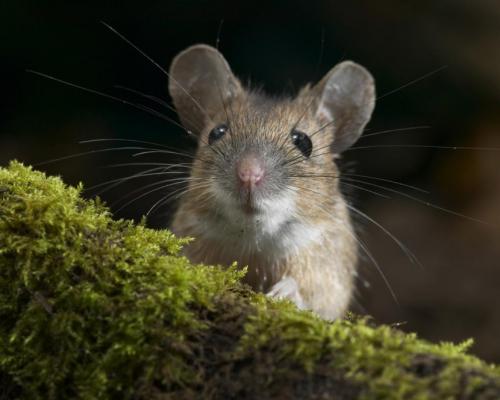 Field mouse: paglalarawan gamit ang isang larawan, kung ano ang kinakain nito, kung ano ang kinakatakutan nito