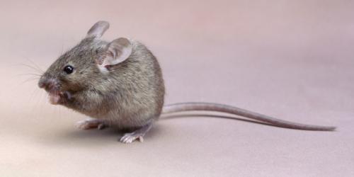 Polní myš: popis s fotografií, co jí, čeho se bojí