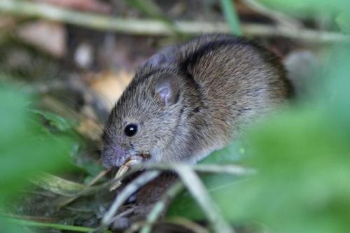 Полска мишка: описание със снимка, какво яде, от какво се страхува