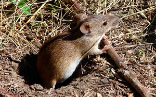 Полска мишка: описание със снимка, какво яде, от какво се страхува