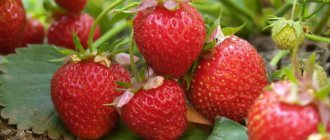 Vecini utili pentru căpșuni: ce este mai bine să plantați lângă o boabe