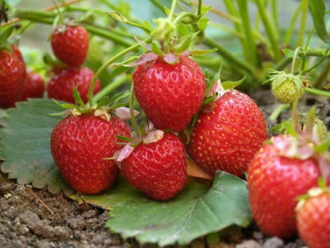 Voisins utiles pour les fraises: ce qui est préférable de planter à côté d'une baie