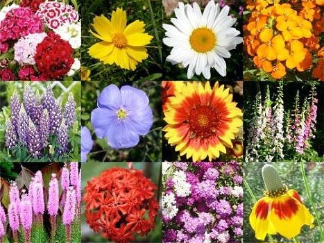 Užitečné tipy pro pěstitele květin