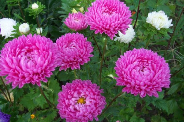 Sfaturi utile pentru o florărie - cum să crești asterii sănătoși și frumoși