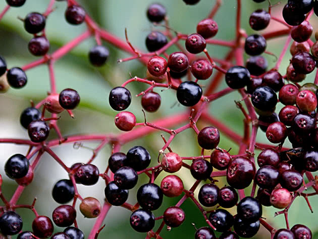 Useful properties of elderberry