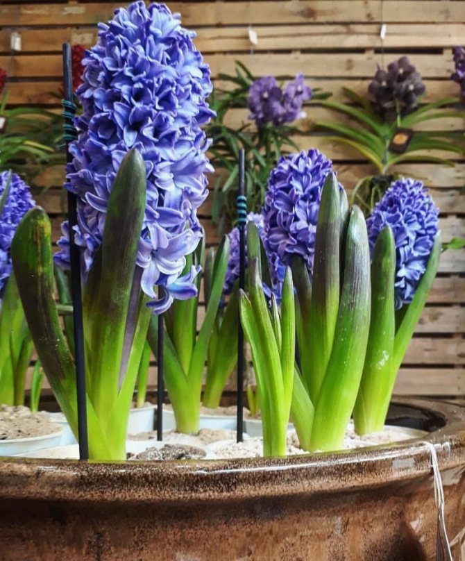 Useful properties of hyacinth