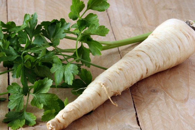 Useful properties and contraindications of parsley for men's health