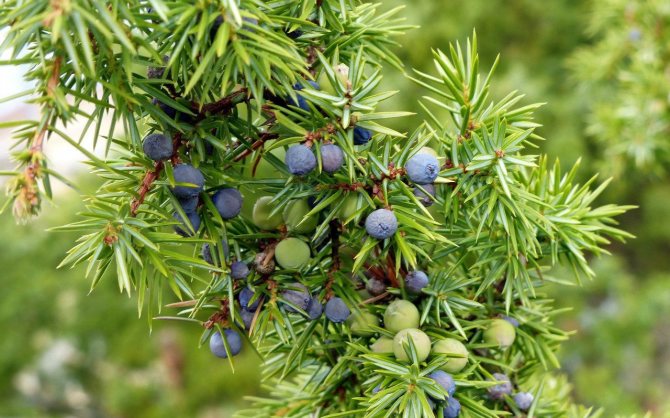 Useful properties of juniper