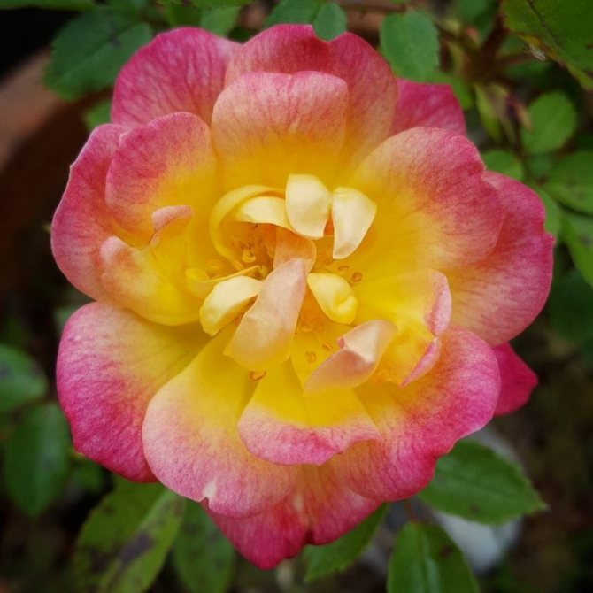 Useful properties of a home rose