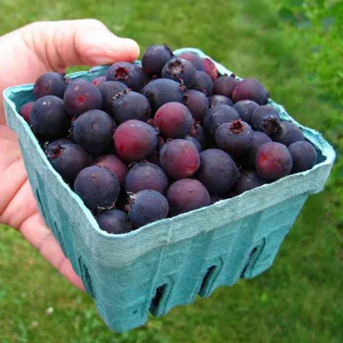 Useful berries of irgi