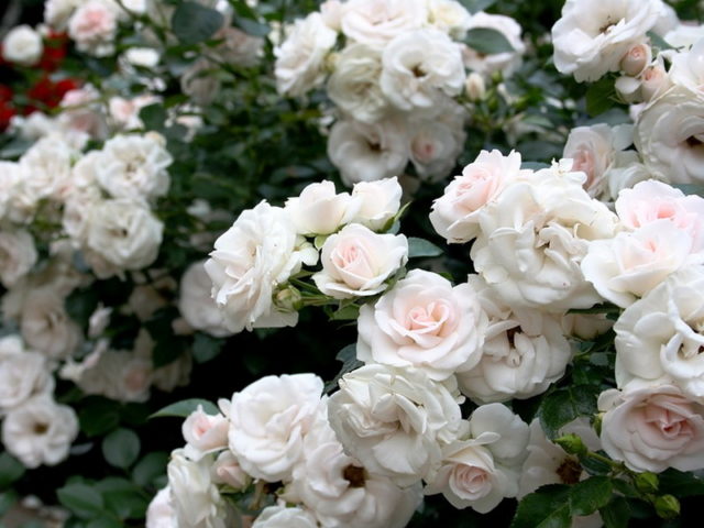 Полиантовата роза: тънкостите и триковете на успешното отглеждане