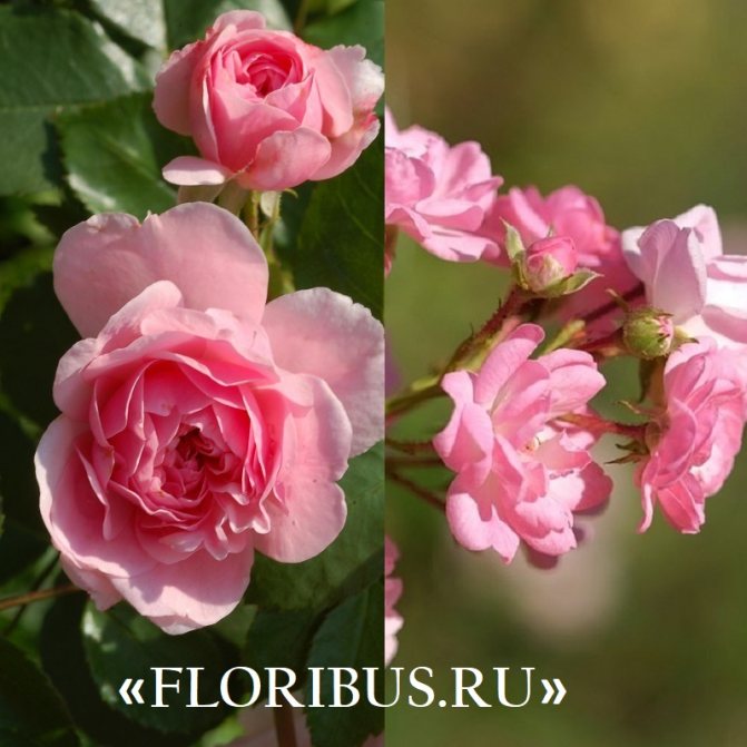 polyanthus roses "Georg Elger"