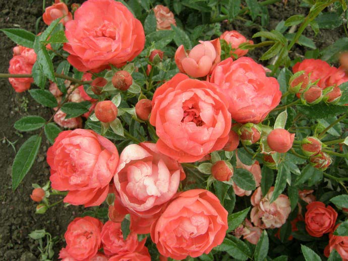 Mawar polyanthus dicirikan oleh berbunga yang banyak dan panjang