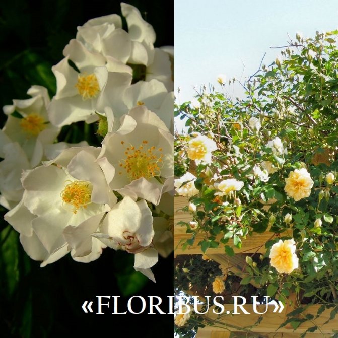 polyanthus roses "Ivanno Rabier"