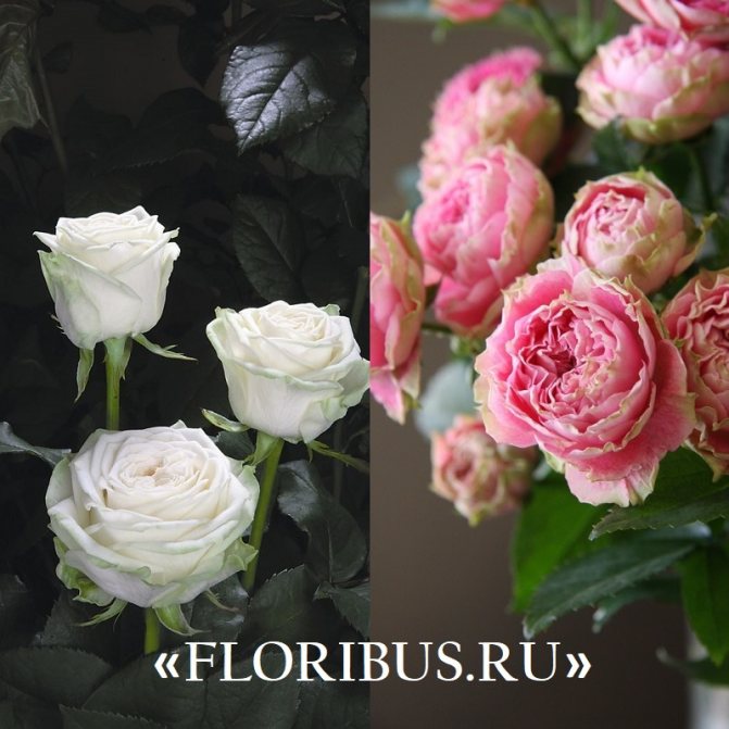 bunga ros polyanthus "Ivanno Rabier"