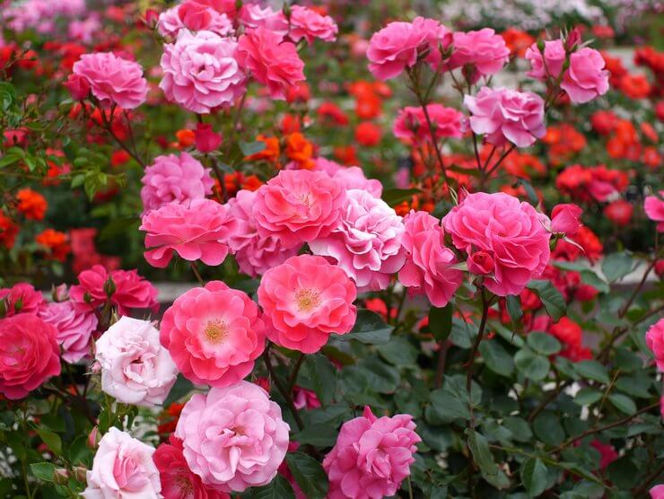 Полиантови рози от семена - засаждане и грижи