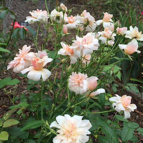Ang mga rosas na polyanthus mula sa mga binhi sa bahay