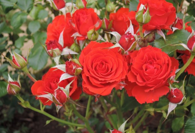 Mawar polyanthus