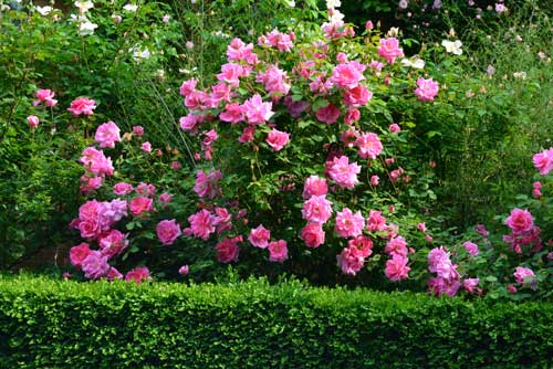 Mga rosas na polyanthus