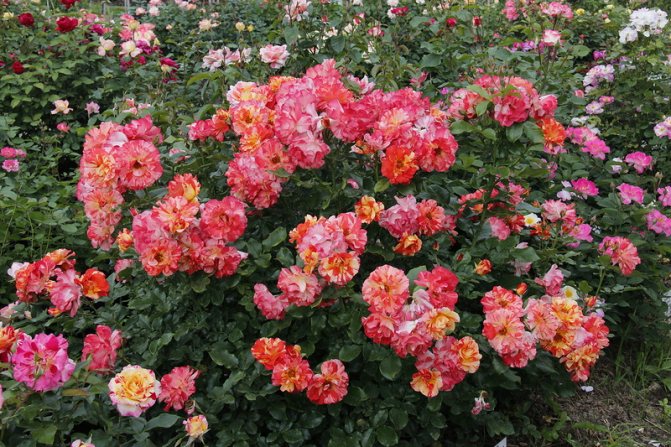 Mga rosas na polyanthus