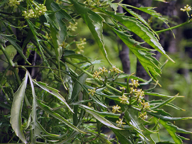Poliscias fern (Polyscias filicifolia)