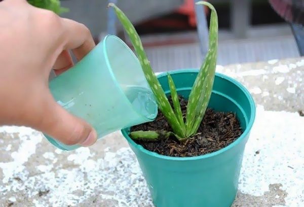 Watering aloe from above