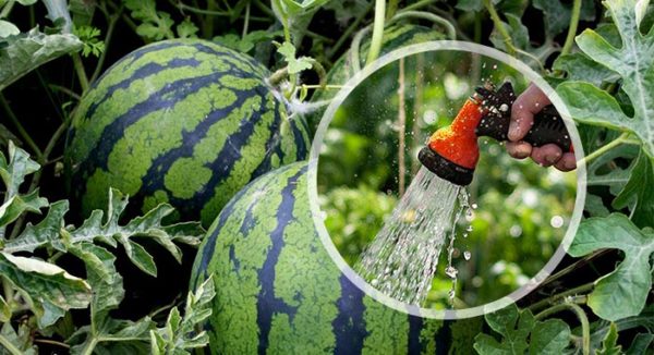 Vattna vattenmeloner