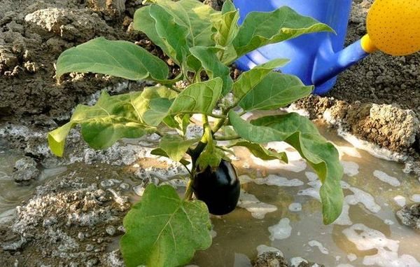 Bevattna aubergine i växthuset utförs en gång på 3-5 dagar