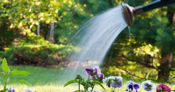 Watering Balsam
