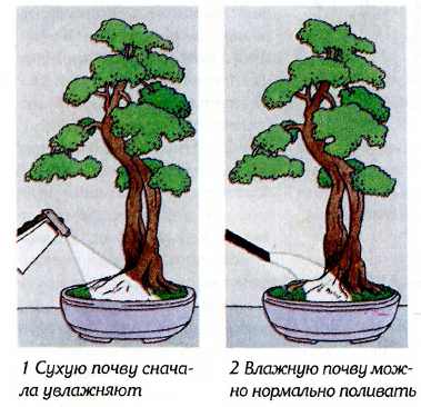 Pagtutubig bonsai