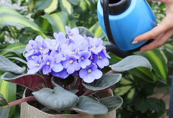 Watering a blooming violet