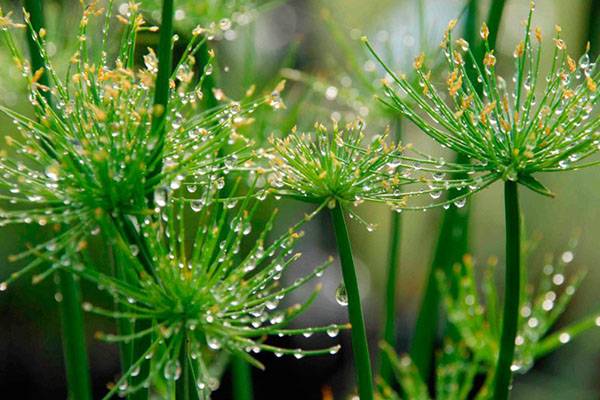 Watering for cyperus