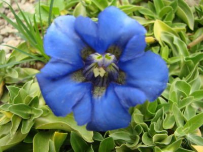 Pagtutubig gentian