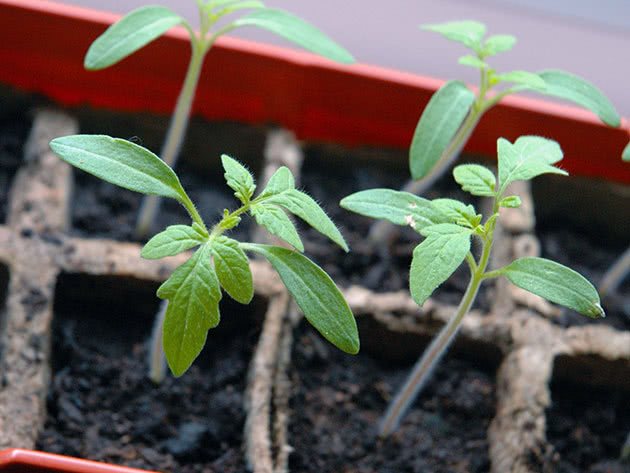 Bevattna och mata tomatplantor i det öppna fältet