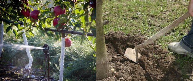 Watering and loosening the soil of the apple tree