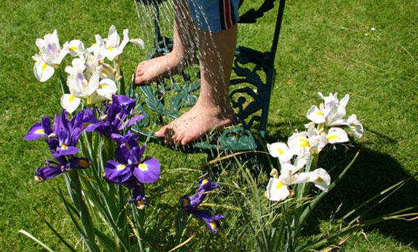 watering irises