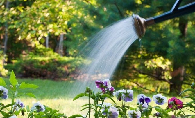 Watering flower beds
