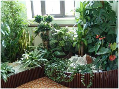 Watering indoor plants in the absence of owners