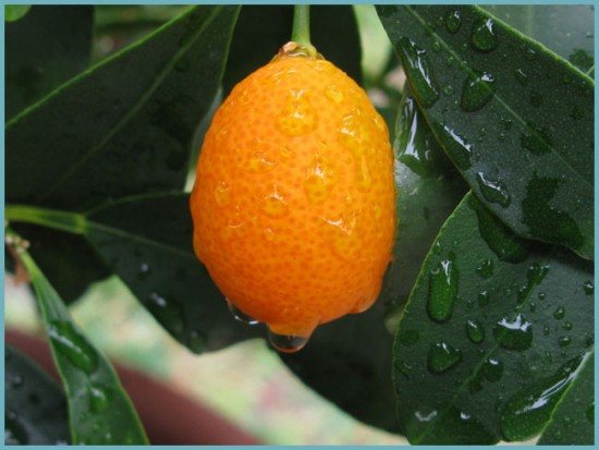 watering kumquat