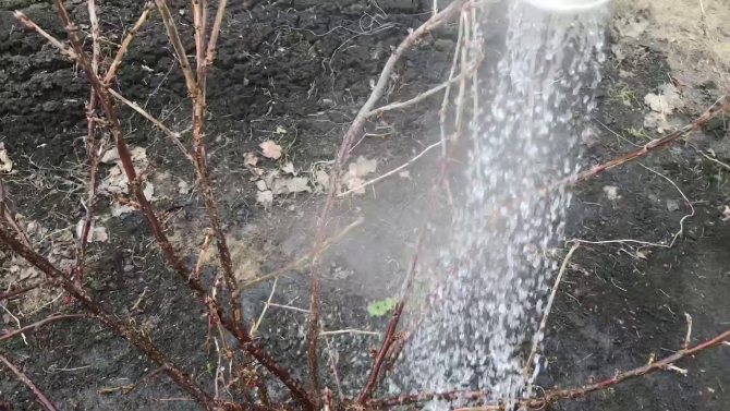 Watering a gooseberry bush with boiling water