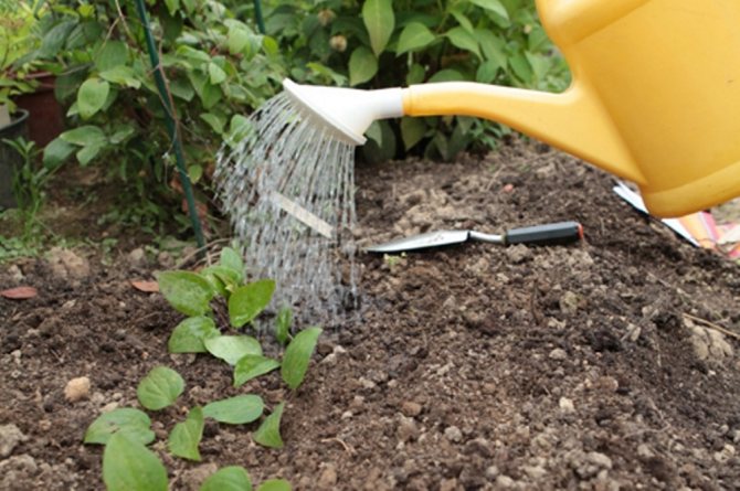 Watering is a prerequisite for the active development of clematis