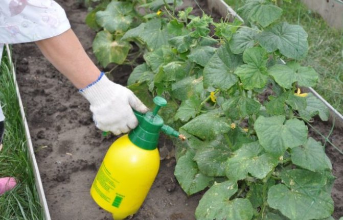 Watering cucumbers with top dressing