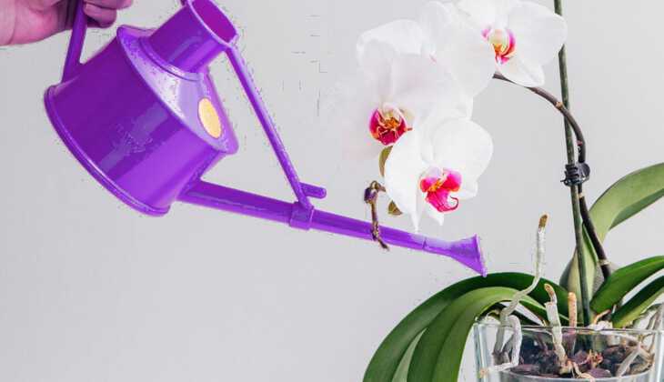 pagtutubig ng mga phalaenopsis orchid mula sa isang lata ng pagtutubig