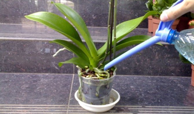 Menyiram orkid Phalaenopsis