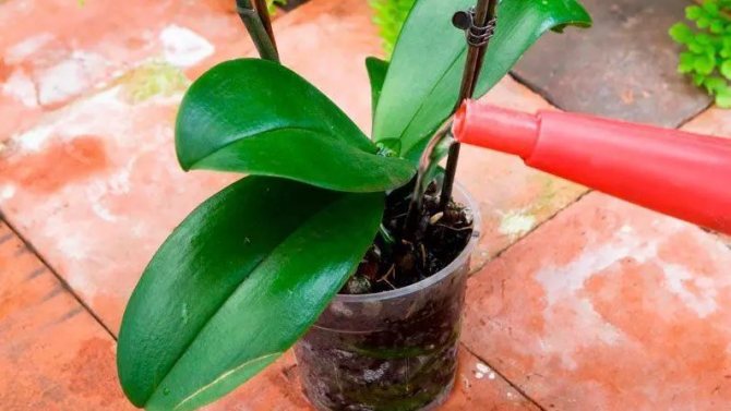 Watering Phalaenopsis orchids