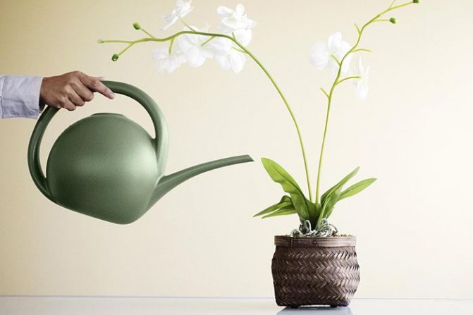pagtutubig ng mga orchid
