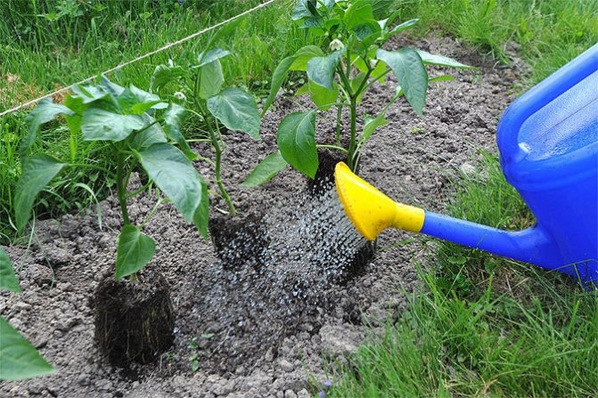 watering pepper in the garden