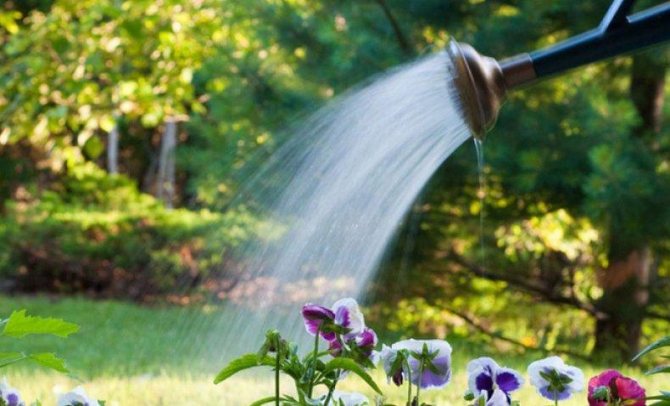 watering petunias