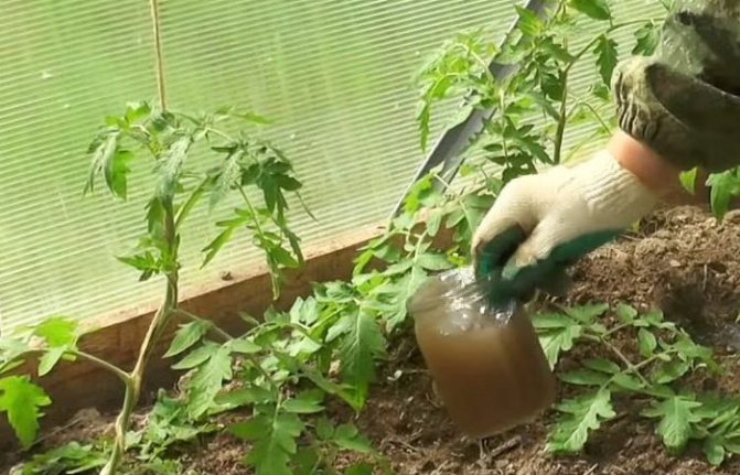 Watering with top dressing tomatoes in a greenhouse
